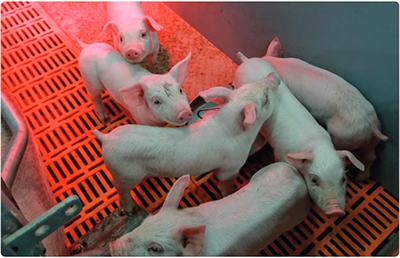 термоизлучатели Navigator NI-ИКЗК - пример использования для обогрева помещений с животными